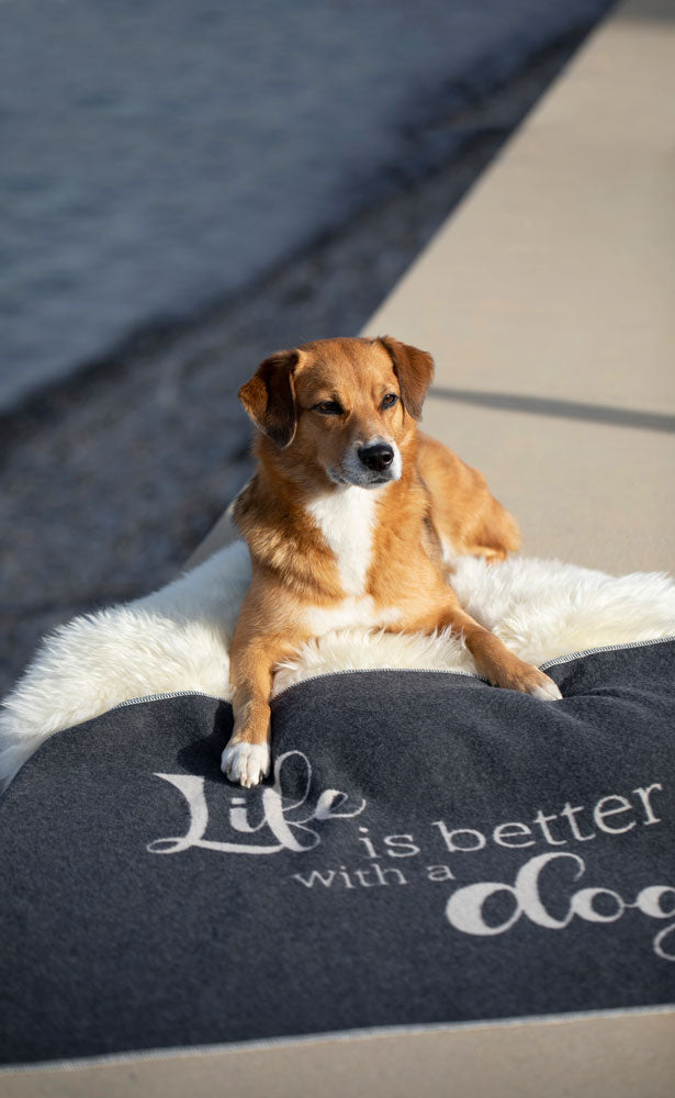 PET blanket "life is better with a dog" small in . Pet Blanket made by David Fussenegger , a family-run mill in Austria.