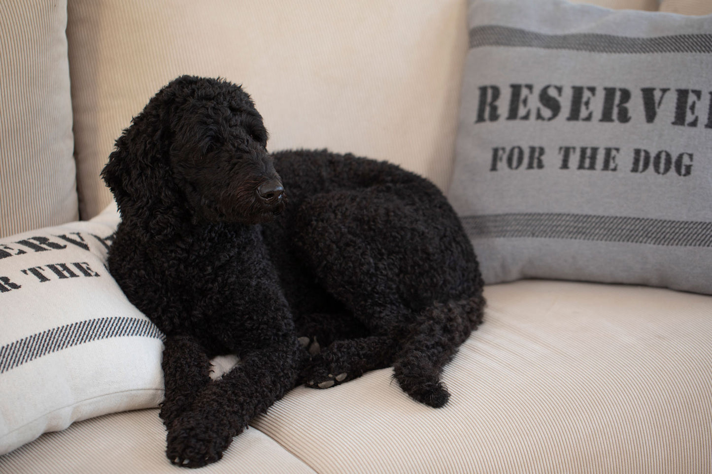 PET cushion cover "reserved for the dog"